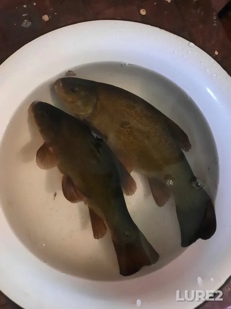 Tench — Moksha, Jun 18, 2022, 8:54 AM