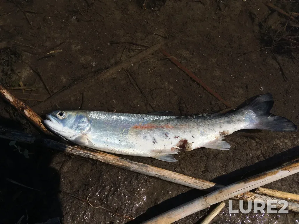 Rainbow trout — Lake Erie, May 07, 2018, 3:51 PM