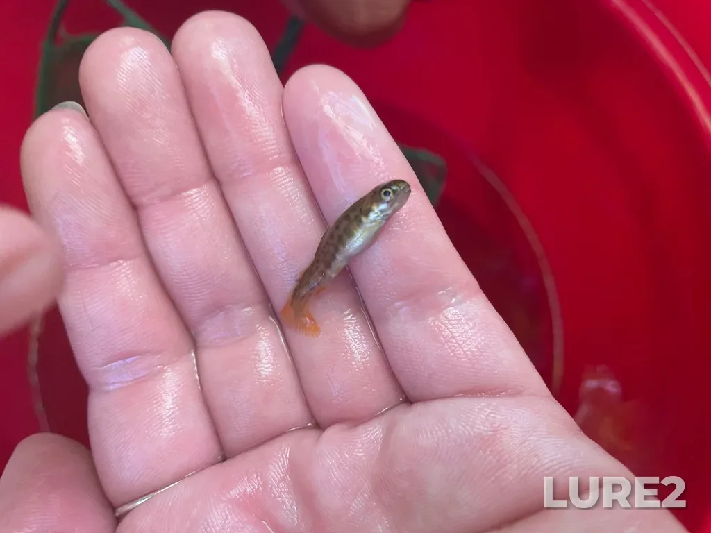 Brook trout — Neils Harbour Pond, Jun 20, 2022, 11:29 AM