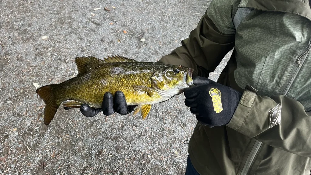 Smallmouth bass — Oat Hill Lake, Jun 21, 2022