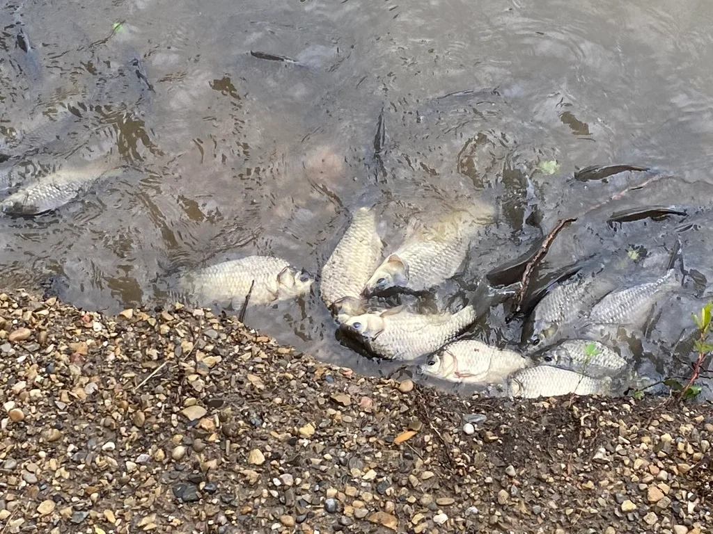 Crucian carp — Mackenzie Ponds, Jun 24, 2022