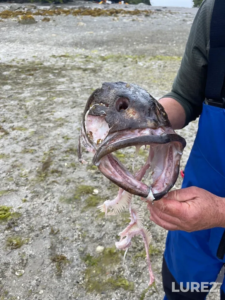 Lingcod — Trevor Channel, Jun 28, 2022, 7:10 AM