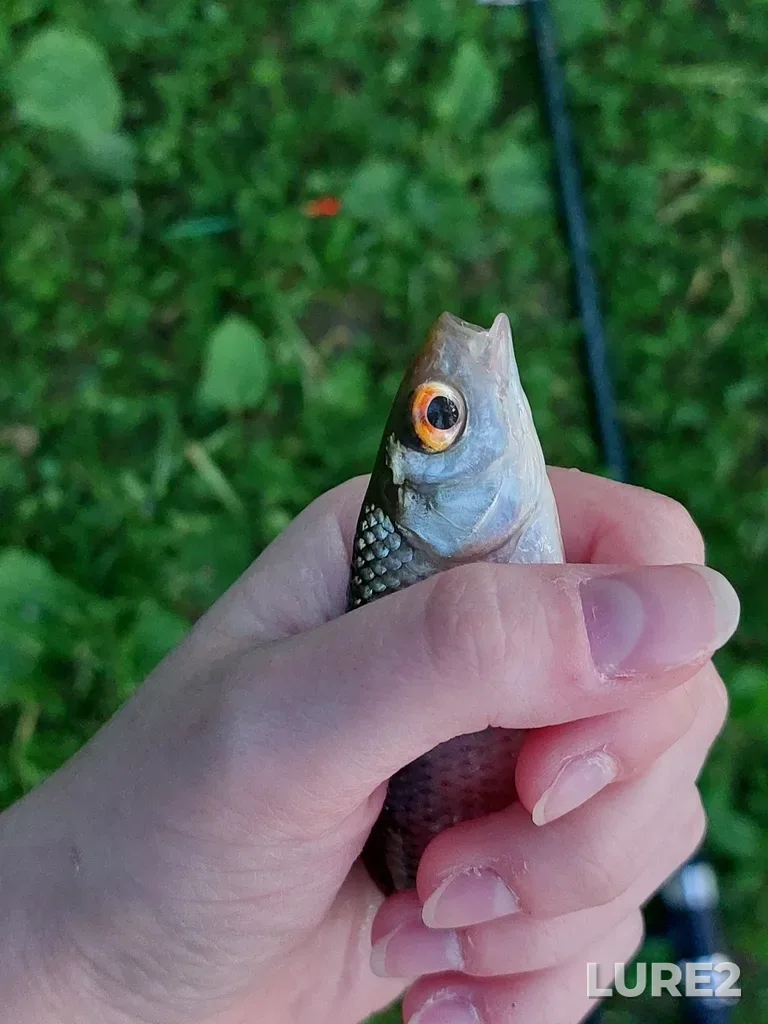 Roach — Zlodeyka, Jun 28, 2022, 9:12 PM