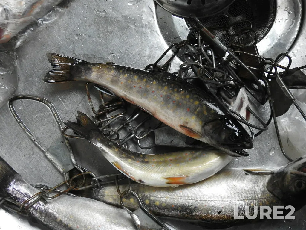 Brook trout — Caraquet River, Jun 29, 2022, 10:43 AM