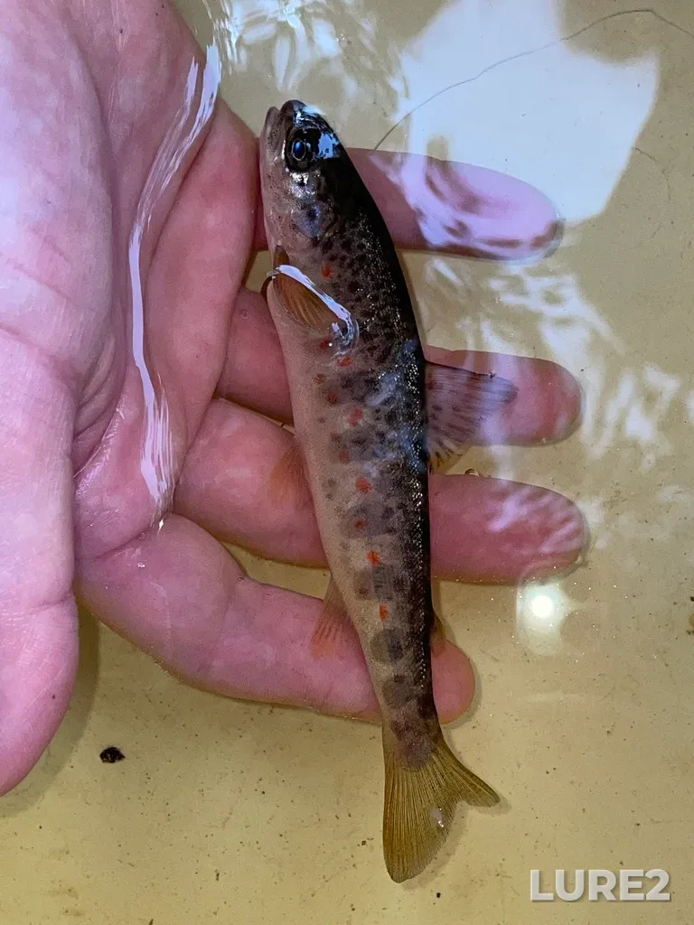 Atlantic salmon — MacKenzies River, Jun 30, 2022, 2:03 PM