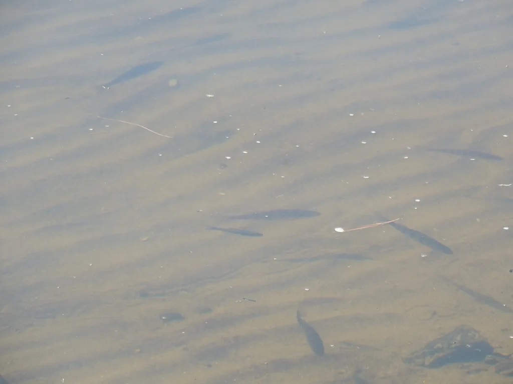 Yellow perch — Lake Huron, May 8, 2018