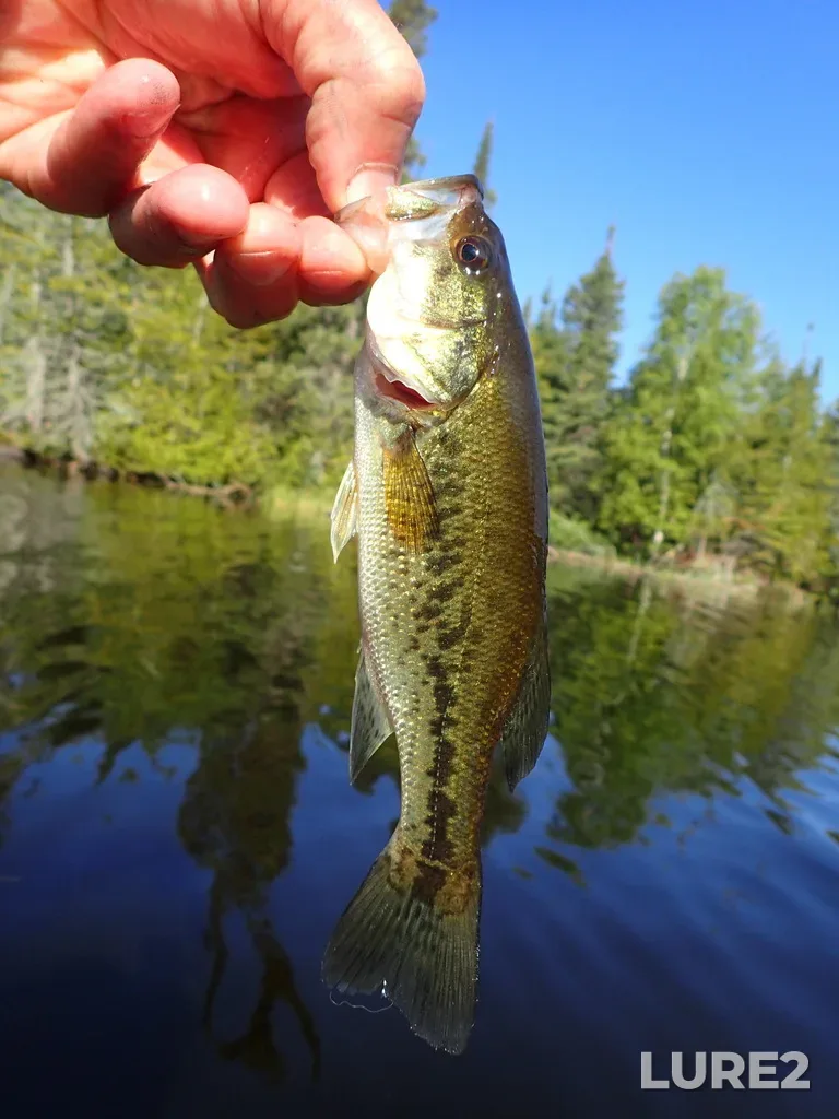 Largemouth bass — Pounsford Lake, Jul 01, 2022, 8:29 AM