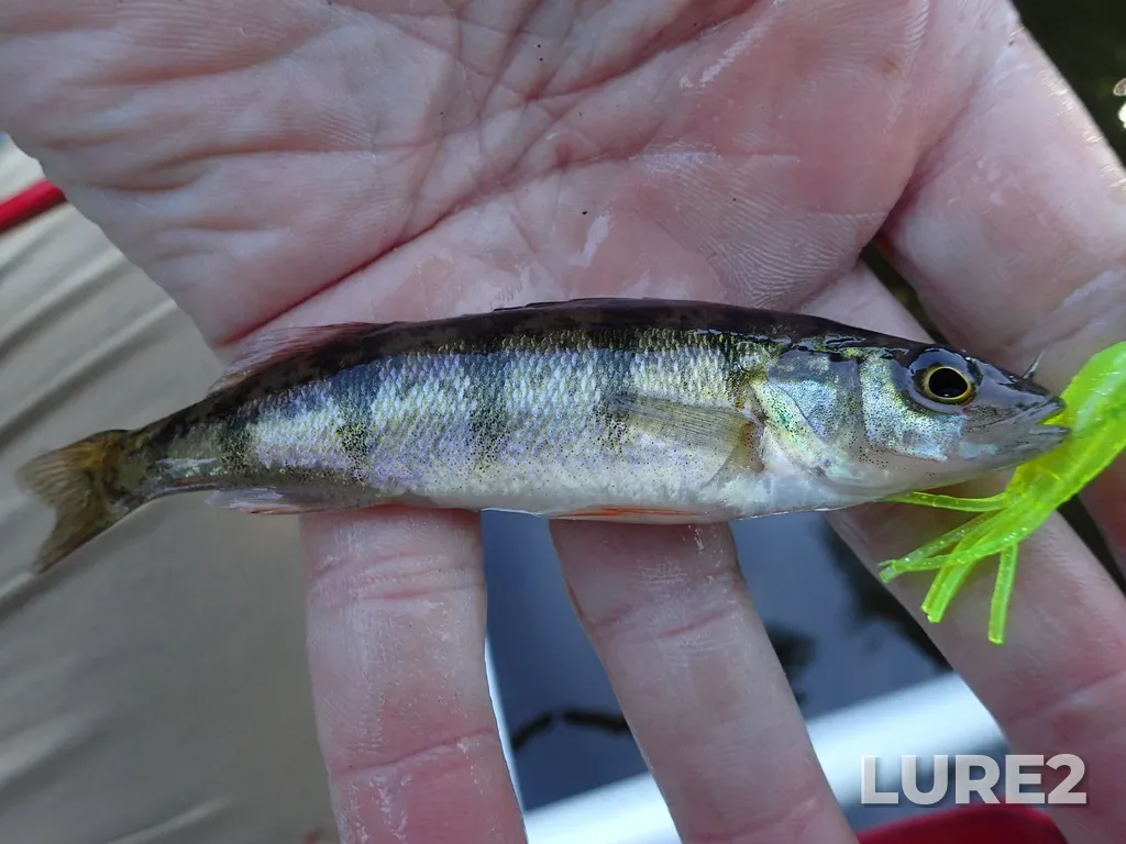 Yellow perch — Pounsford Lake, Jul 01, 2022, 7:45 AM