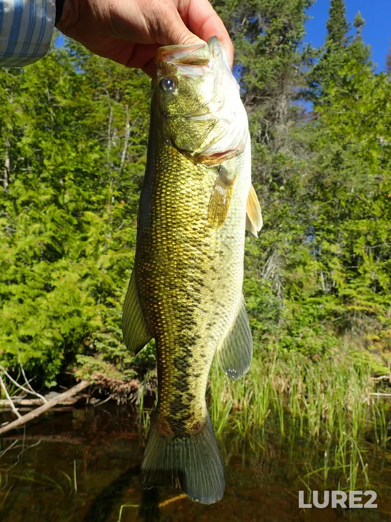 Largemouth bass — Pounsford Lake, Jul 01, 2022, 8:24 AM