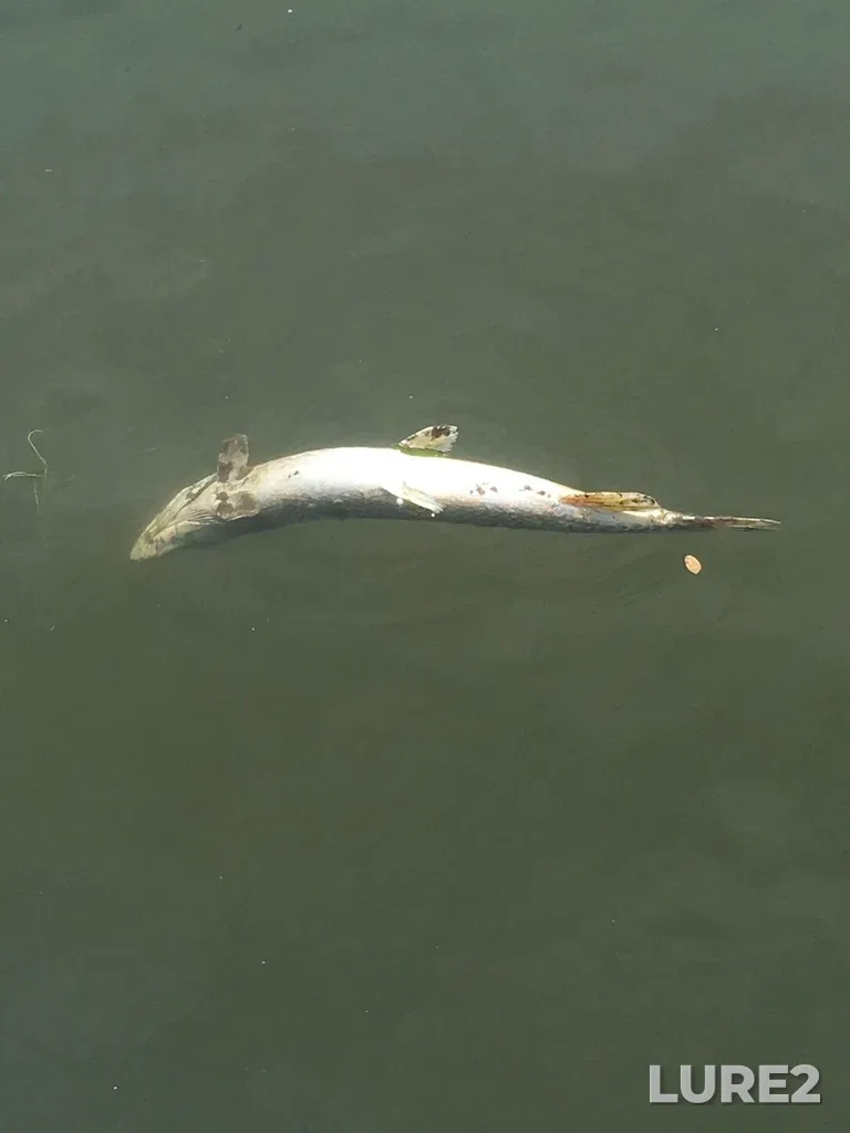 Pike — Ganaraska River, Jun 24, 2022, 2:04 PM