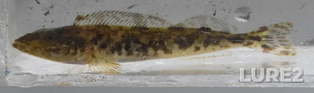 Lingcod — Pruth Bay, Jun 28, 2022, 8:45 AM