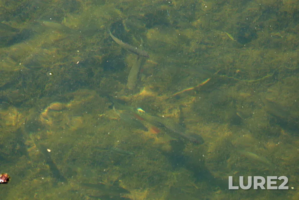 Chub — Sundovik, Jul 02, 2022, 11:20 AM