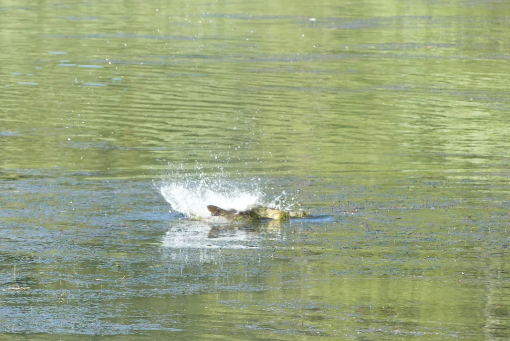 Carp — Beaver Lake, Jul 1, 2022