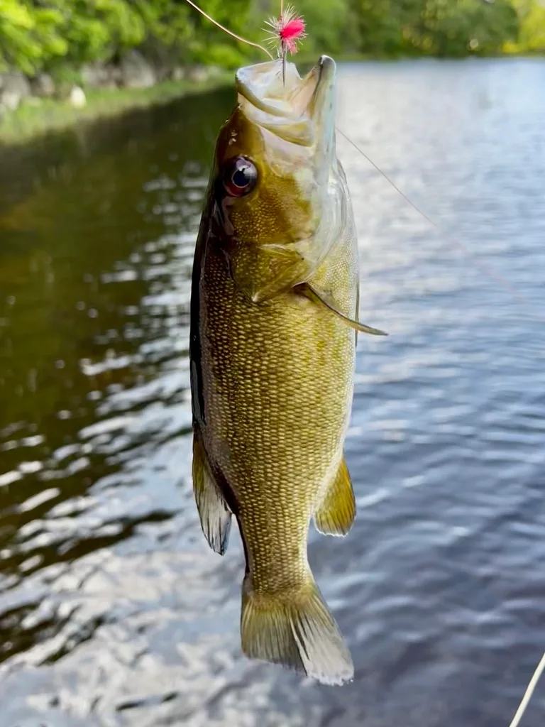Smallmouth bass — Fancy Lake, Jul 8, 2022