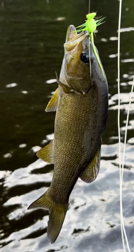 Smallmouth bass — Fancy Lake, Jul 8, 2022