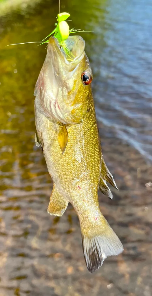 Smallmouth bass — Fancy Lake, Jul 9, 2022