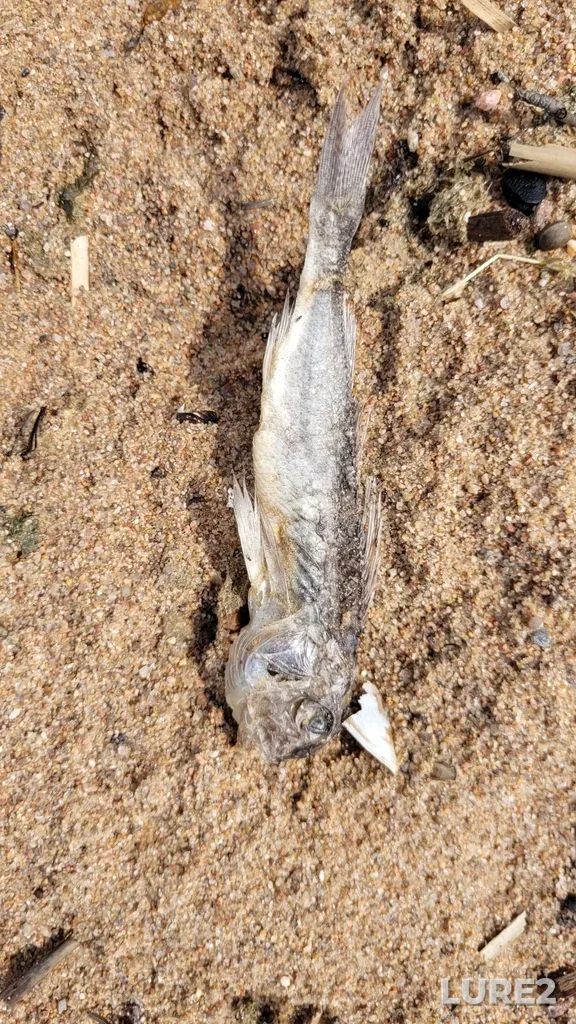 Ruffe — Komarovo, Sankt-Peterburg, Rossiya, Jul 10, 2022, 11:00 AM