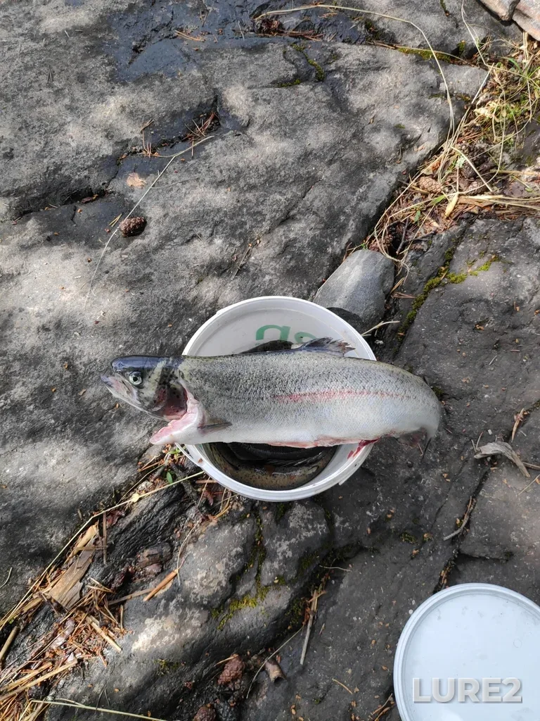 Rainbow trout — Priozerskiy rayon, Jul 10, 2022, 12:03 PM