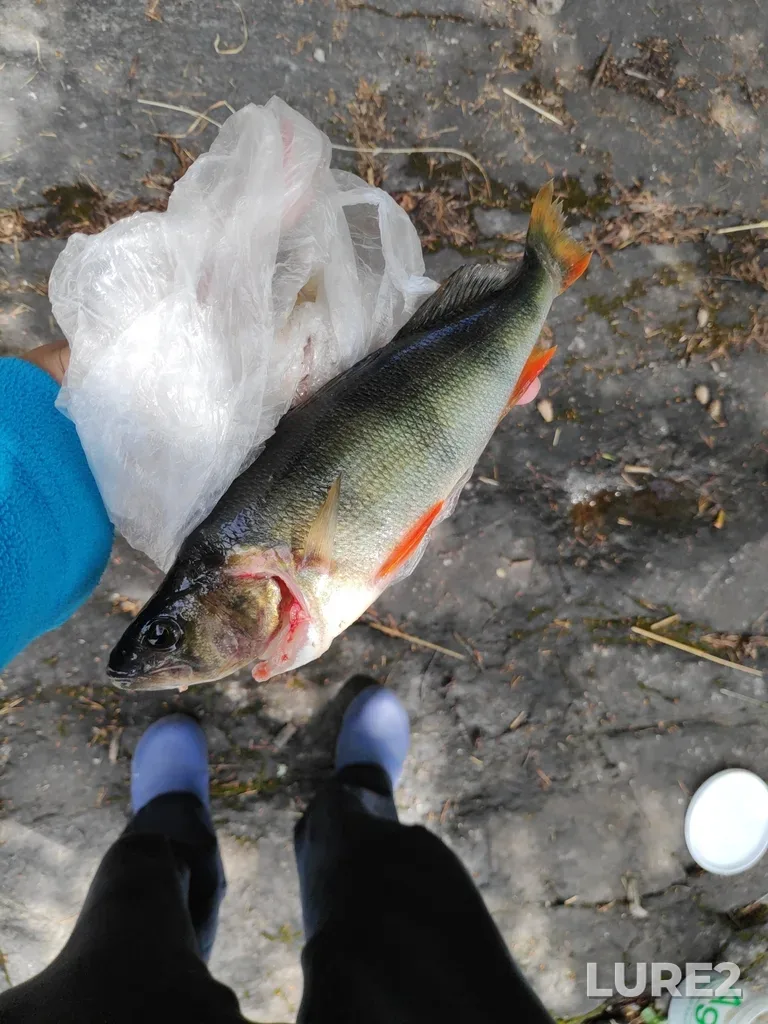 Perch — Lakhdenpokhskiy rayon, Jul 10, 2022, 12:06 PM