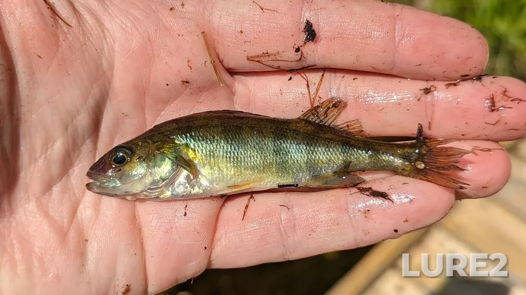 Yellow perch — Pigeon Lake, Jul 10, 2022, 11:21 AM