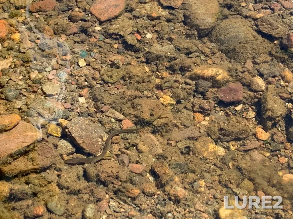 European eel — Scots Bay, Jul 10, 2022, 12:40 PM