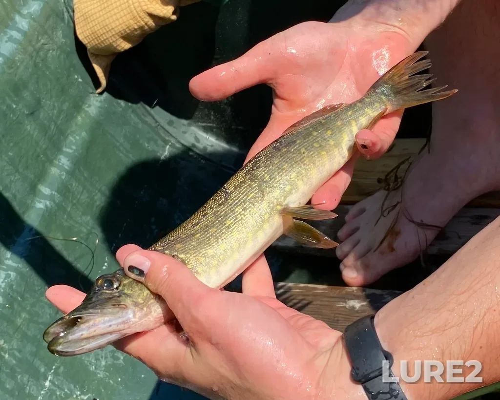 Pike — Kruglenkoye, Jul 11, 2022, 11:44 AM