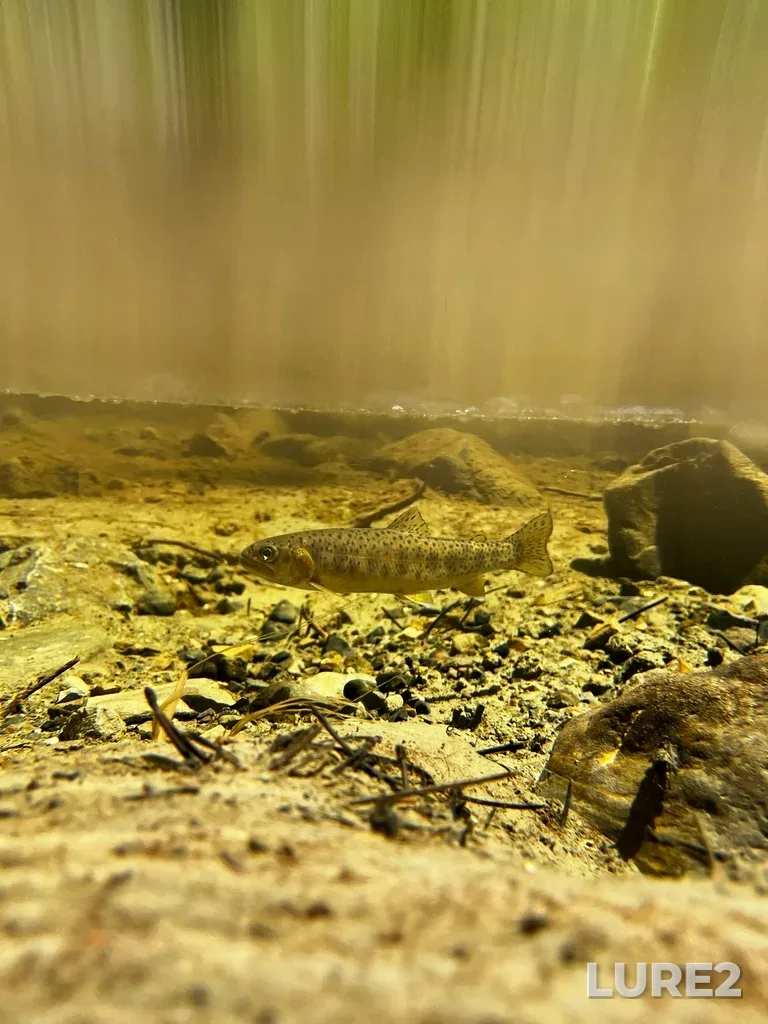 Cutthroat trout — Oldman River, Jul 09, 2022, 12:51 PM