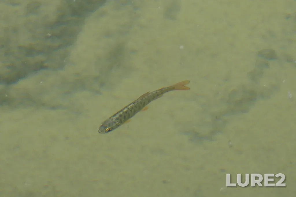 Coho salmon — Cowichan River, Jul 10, 2022, 4:06 PM
