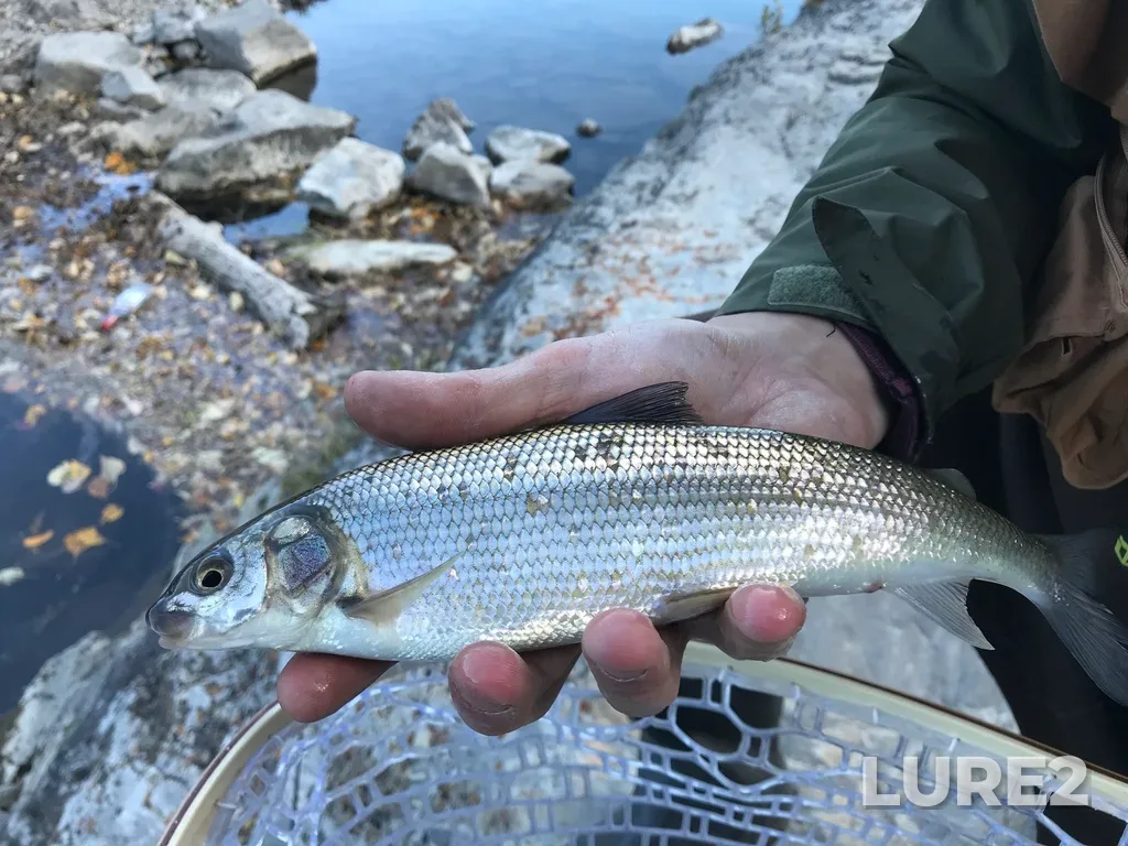 Mountain whitefish — Crowsnest River, Oct 03, 2021, 3:33 PM
