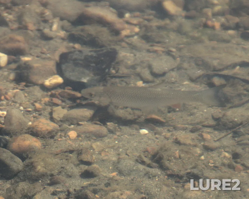 Chub — Ufa, Jul 13, 2022, 4:37 PM
