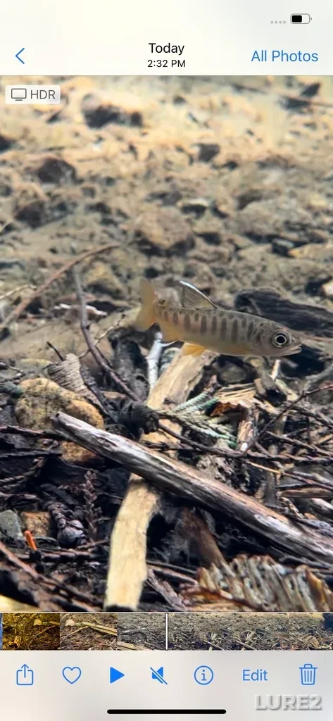 Coho salmon — Pachena River, Jul 13, 2022, 2:54 PM