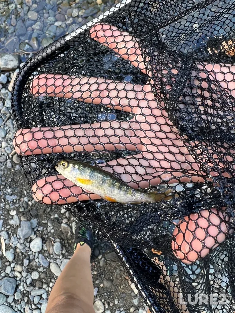 Coho salmon — Nanaimo River, Jul 14, 2022, 4:42 PM