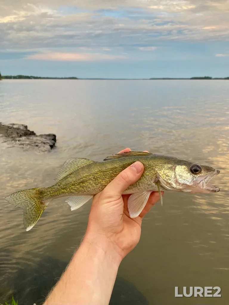 Walleye — Wabigoon Lake, Jul 14, 2022, 9:06 PM