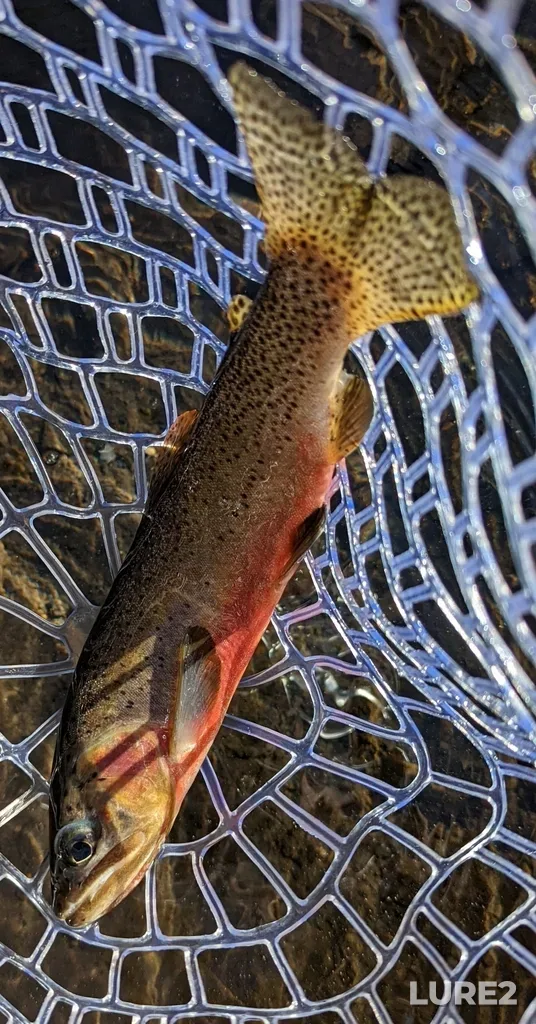 Cutthroat trout — Tombstone Lakes, Jul 12, 2022, 6:33 PM