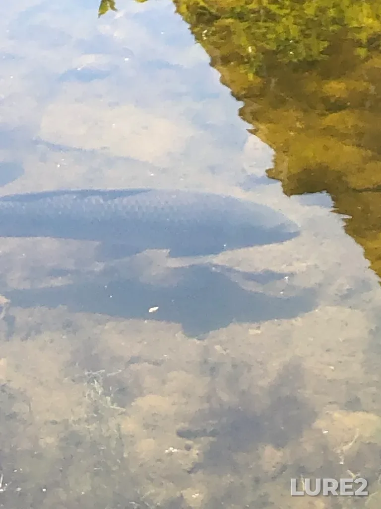 Carp — Brown's Inlet, Jul 16, 2022, 2:59 PM