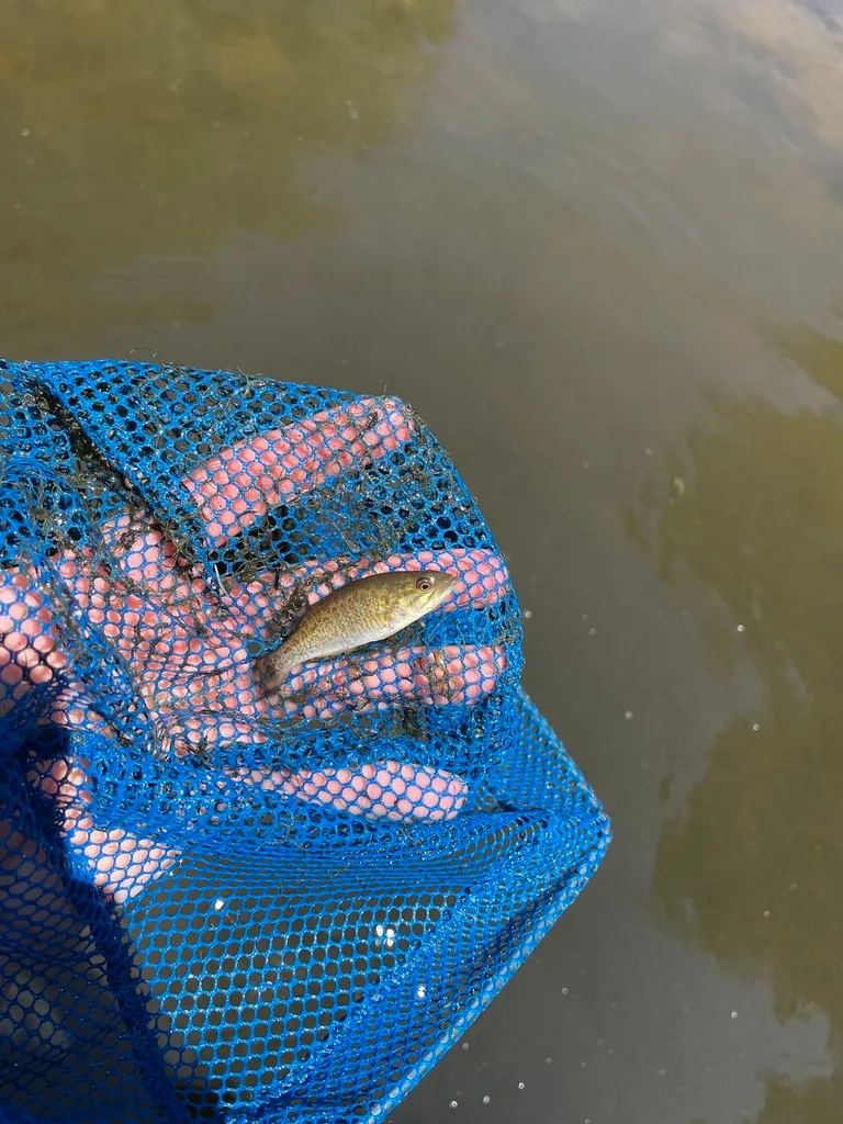 Smallmouth bass — Thames River, Jul 16, 2022