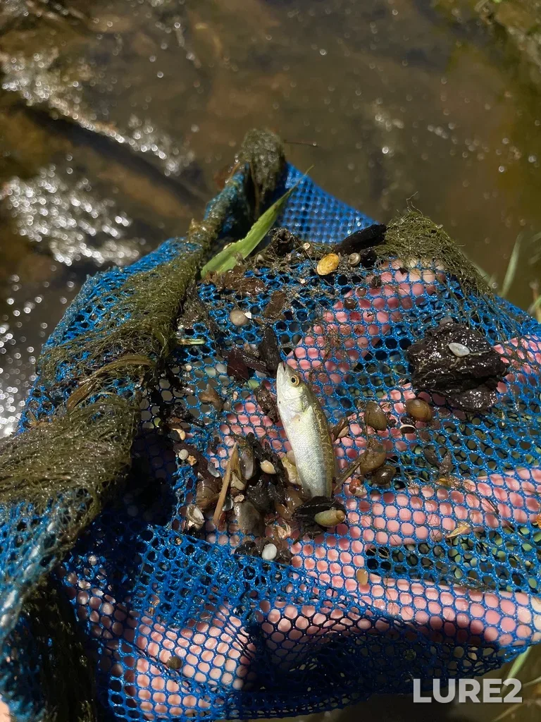 Largemouth bass — Thames River, Jul 16, 2022