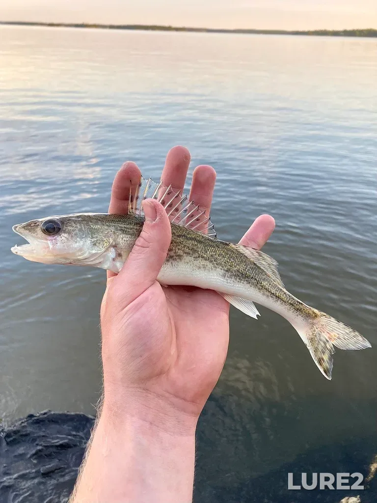 Sauger — Wabigoon Lake, Jul 16, 2022, 8:36 PM