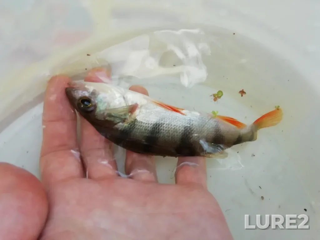 Perch — Shemelka, Jul 17, 2022, 11:55 AM
