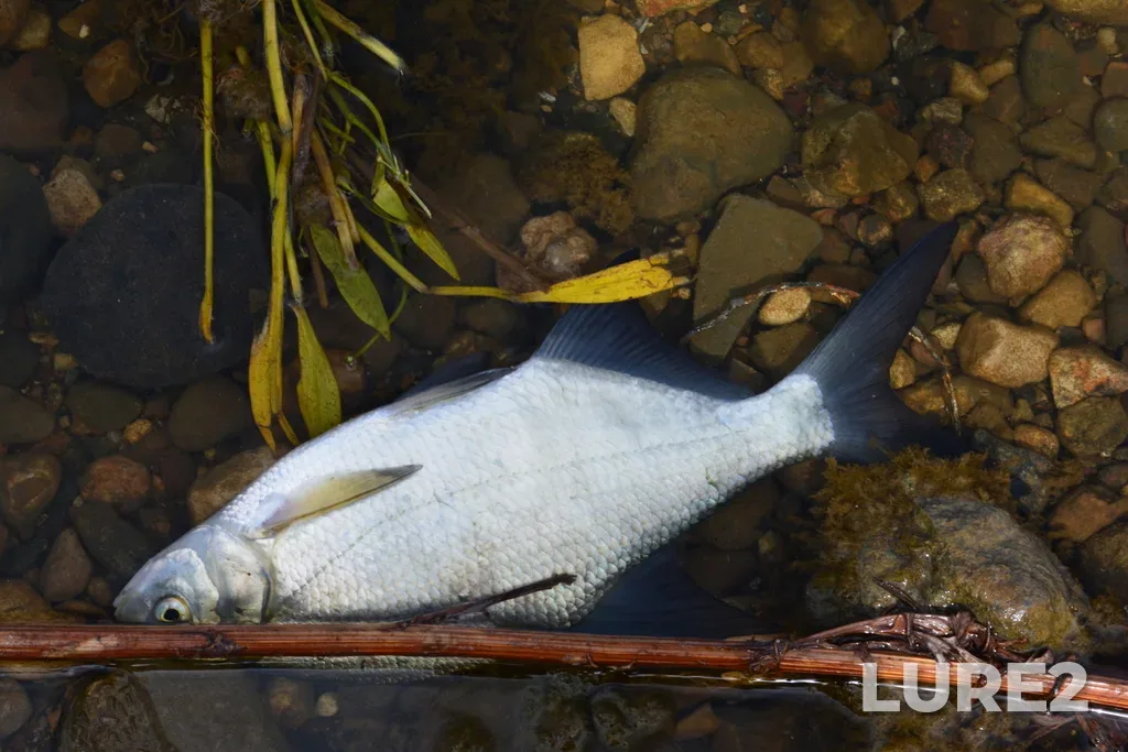 Bream — Senezh, Jul 16, 2022, 2:39 PM