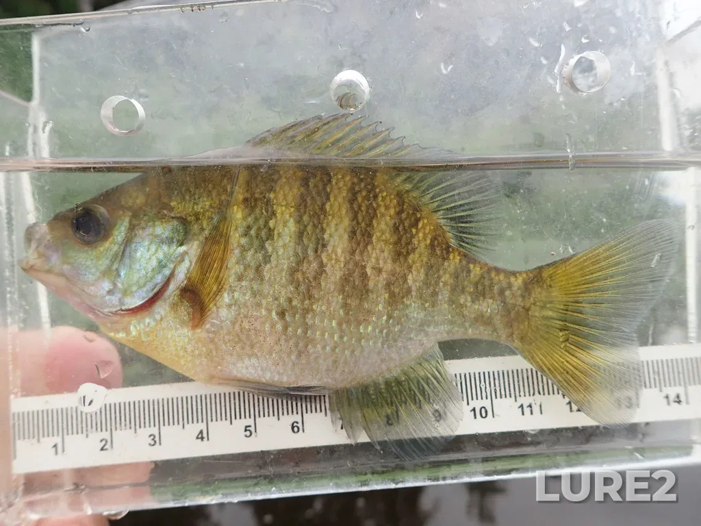 Bluegill — Prelate Lake, Jul 20, 2022, 8:37 AM