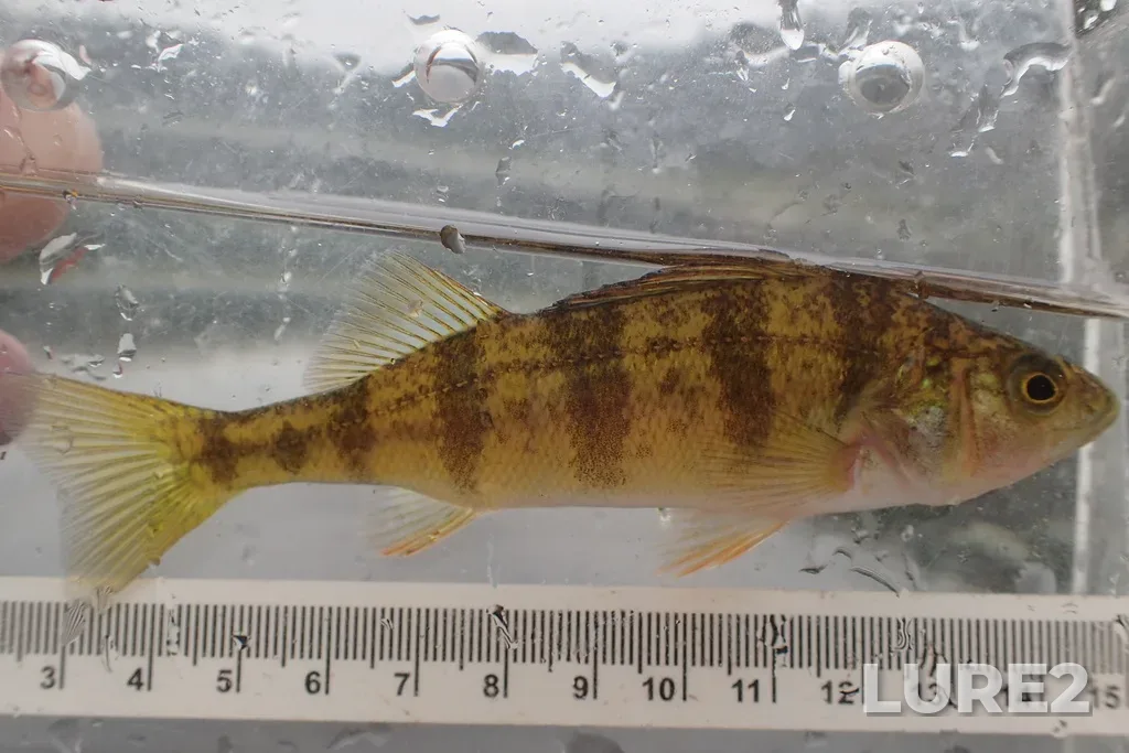 Yellow perch — Prelate Lake, Jul 20, 2022, 8:56 AM