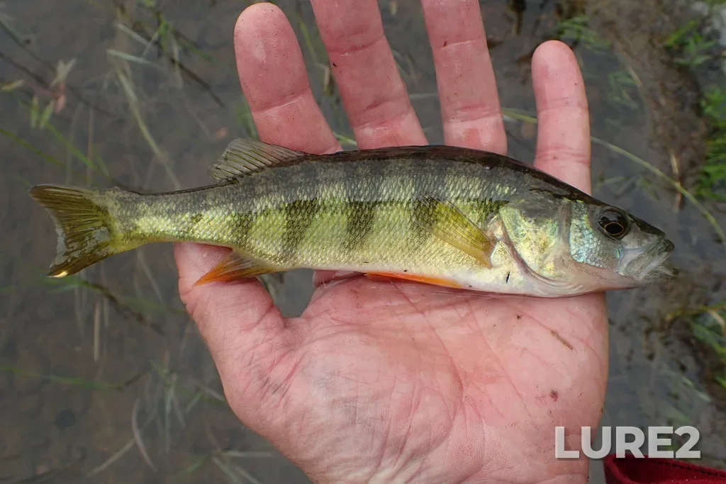Yellow perch — Arrow Lake, Jul 20, 2022, 10:34 AM