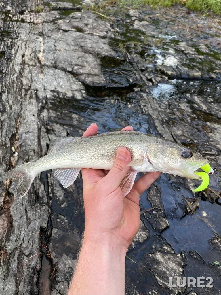 Sauger — Wabigoon Lake, Jul 22, 2022, 8:20 PM