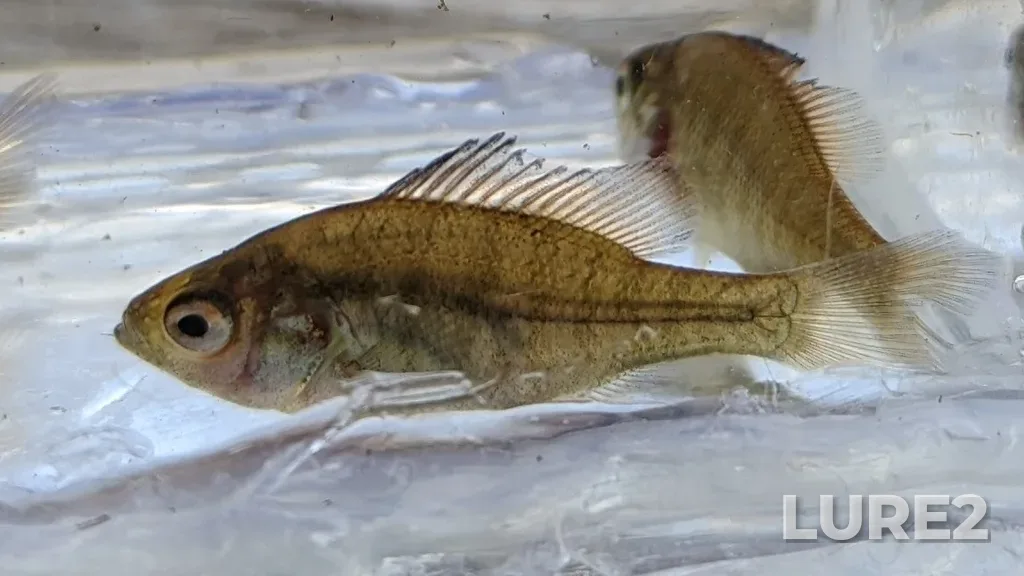 Bluegill — Pigeon Lake, Jul 23, 2022, 7:12 PM