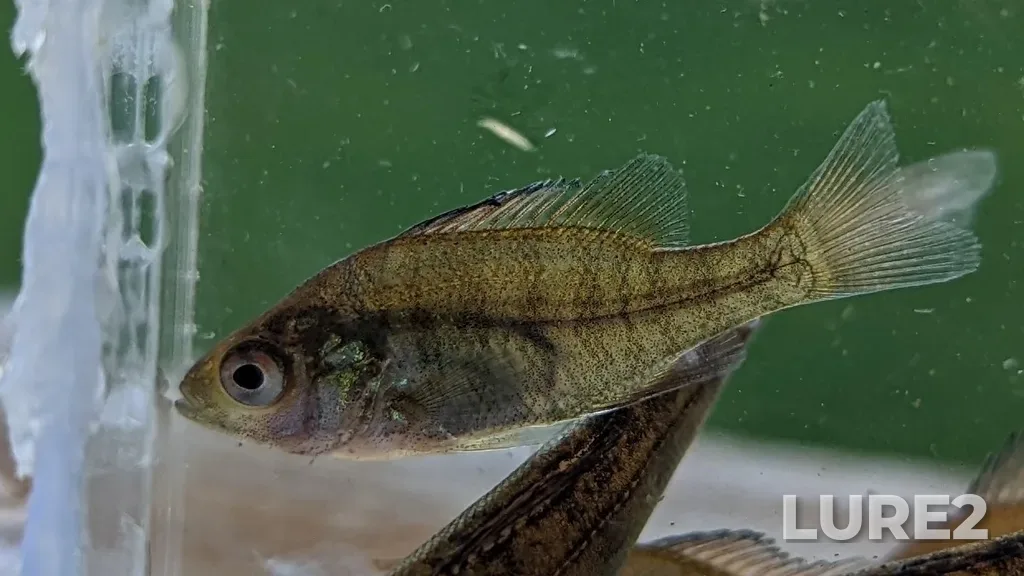 Bluegill — Pigeon Lake, Jul 23, 2022, 7:12 PM