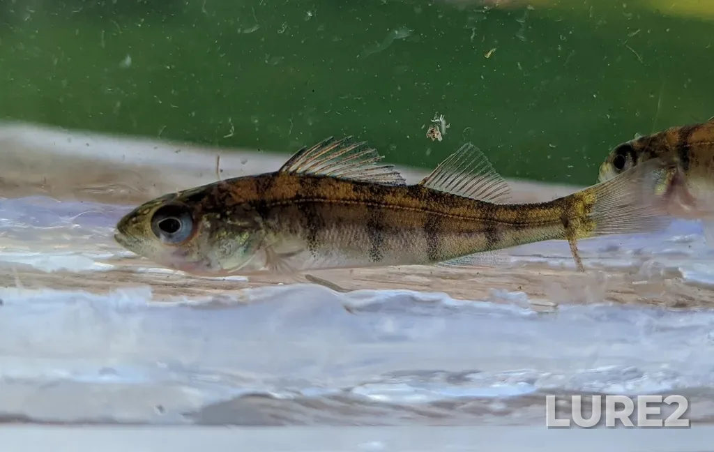 Yellow perch — Pigeon Lake, Jul 23, 2022, 7:12 PM