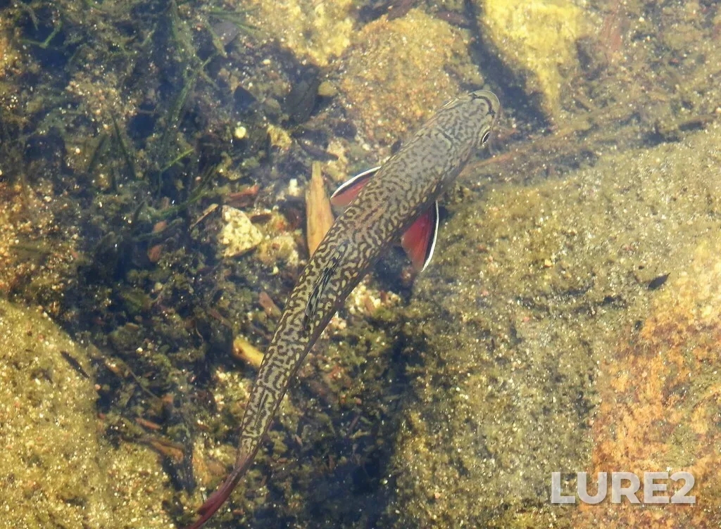 Brook trout — Lac aux Américains, Jul 10, 2022, 9:39 AM