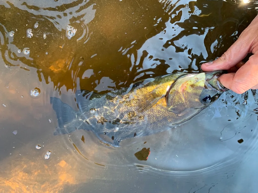 Smallmouth bass — Gaspereau River, Jul 24, 2022