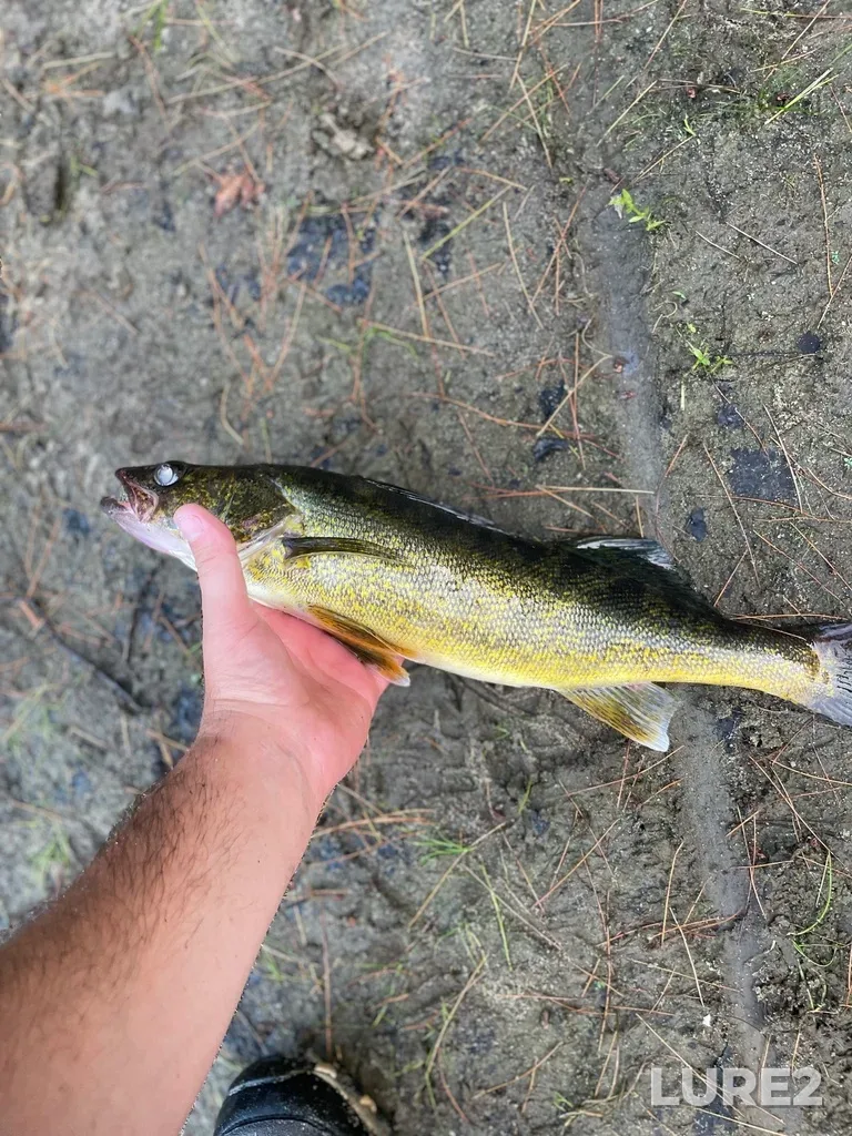 Walleye — Musquash River, Jul 24, 2022, 8:54 PM